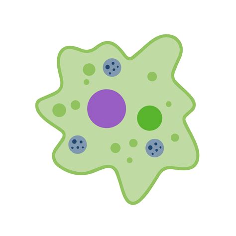 Unicellular Organisms Amoeba