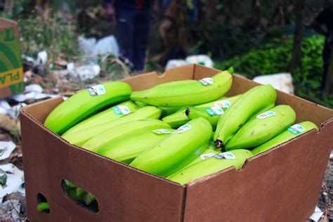 Incautan En Portugal Toneladas De Coca Na Procedentes De Colombia