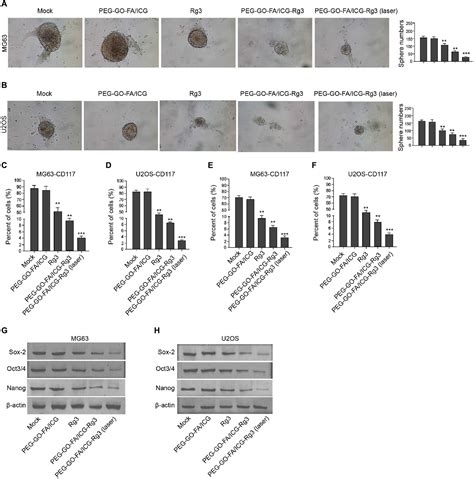 Frontiers Graphene Oxide NanoparticleLoaded Ginsenoside Rg3 Improves