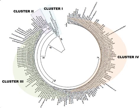 Phylogenetic Relationship Of B Cereus Sensu Lato Based On 16s Rdna