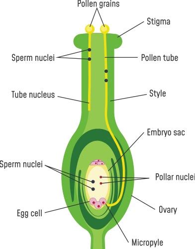 Sperm Cell Diagram Vector Images Over 210