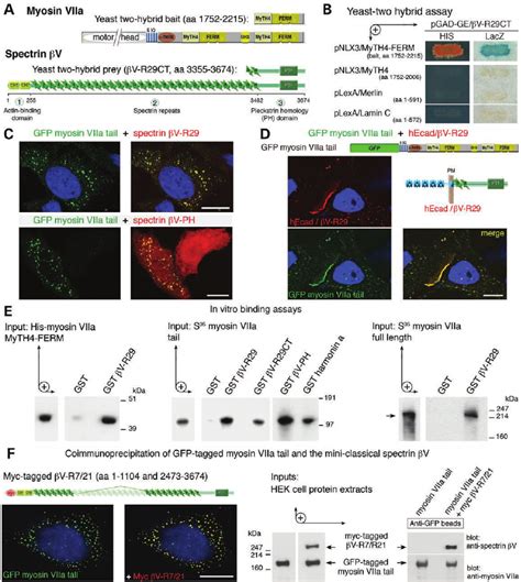 Spectrin B V Directly Interacts With Myosin Viia A Predicted