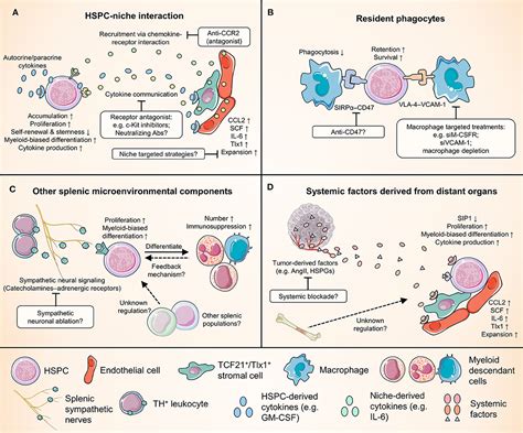 Frontiers Generation Of Myeloid Cells In Cancer The Spleen Matters