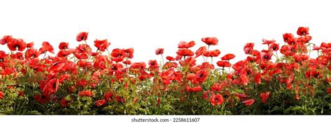 Field Red Poppy Flowers On White Stock Illustration 2258611607 | Shutterstock