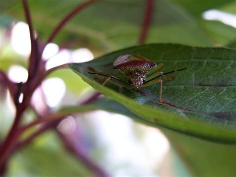 Bugs Bush Leaves - Free photo on Pixabay - Pixabay