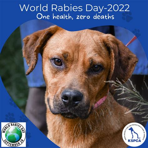 Kspca On Twitter World Rabies Day Is Celebrated Annually 28th