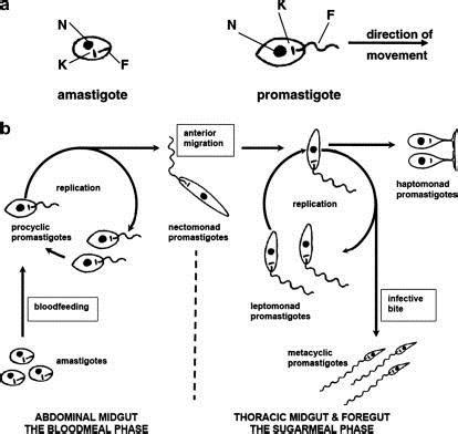 Life cycle of Leishmania (different stages) (Gossage et al., 2003 ...