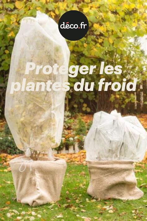 15 solutions pour protéger les plantes du froid Du froid Froid Plante