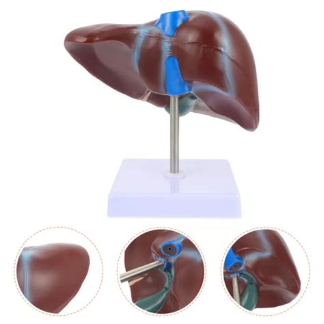 Human Liver Anatomical Model Display Medical With Base Body Of The