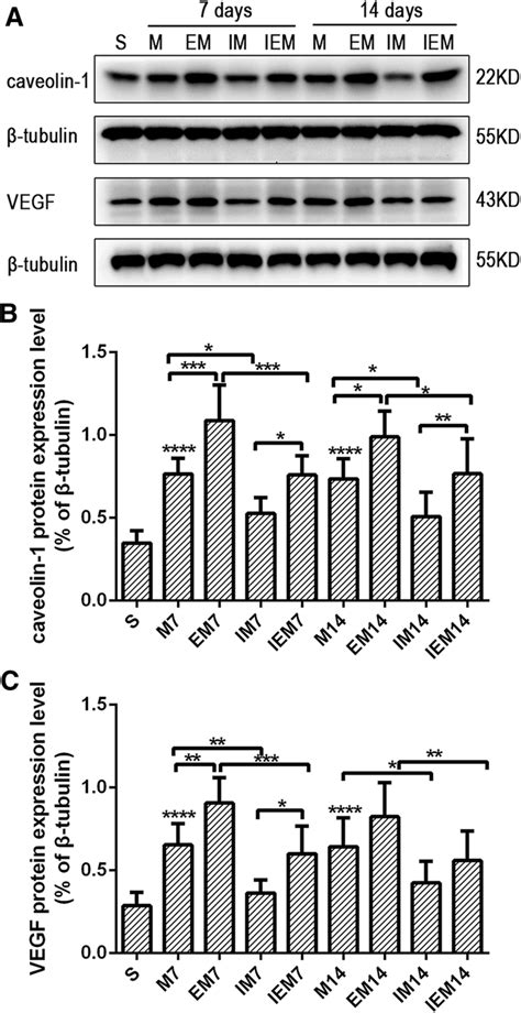 a Caveolin-1 and VEGF expression level in the ischemic penumbra of each ... 