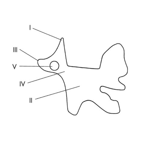 anatomy swap terms  definitions flashcards quizlet