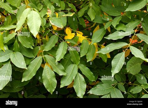 Walnut tree leaves hi-res stock photography and images - Alamy