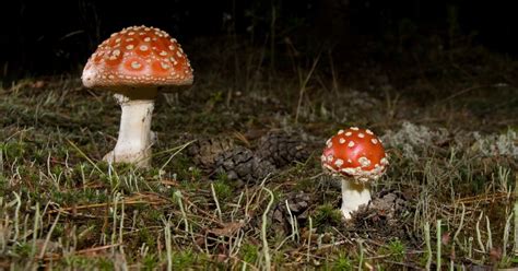 Portland 'Deprioritizes' Prosecution of Psychedelic Mushrooms