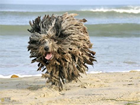 Rasta Dog Running Maaaad Dogs Puli Dog Marley Dog