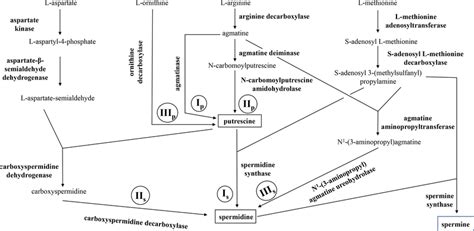 Known De Novo Polyamine Biosynthetic Pathways In Microorganisms Three