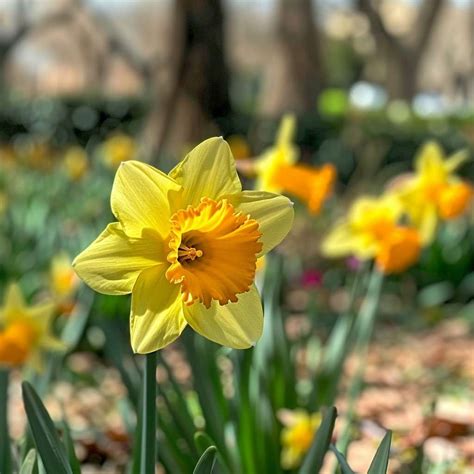 Beautiful Spring Flowers in India: Names, Photos & Blooming Tips for Spring