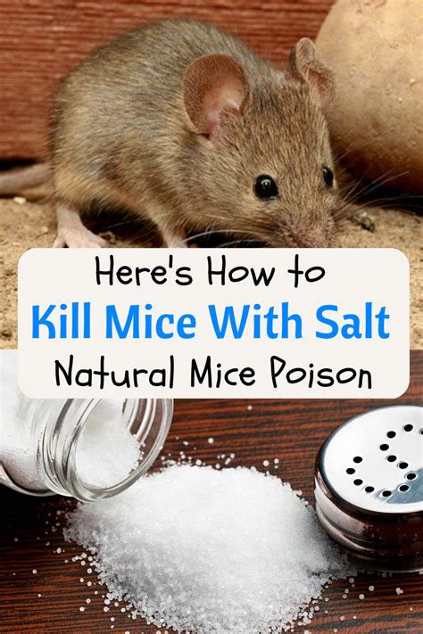 How To Kill Mice With Salt Getting Rid Of Mice Mice Repellent