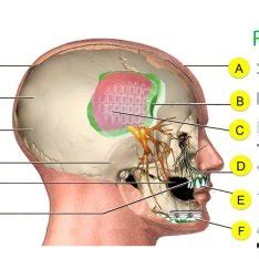 Craniofacial Structures And Potential For Regenerative Repair