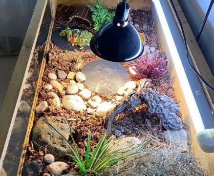 How To Decorate A Tortoise Enclosure? A Complete Guide