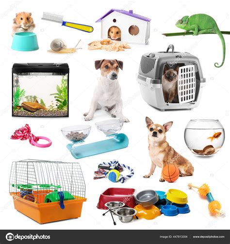 Collage Different Animals Pet Accessories White Background Stock Photo ...