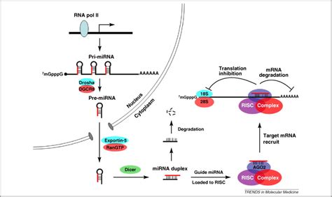 Mir 210 Micromanager Of The Hypoxia Pathway Trends In Molecular Medicine