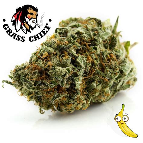 Buy Banana Kush - AAAA Online in Canada at Grass Chief