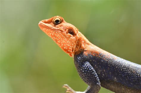 White Lizard · Free Stock Photo