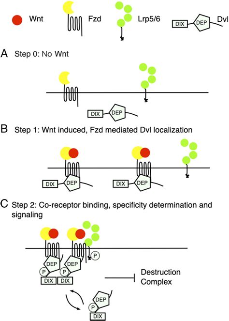 Single Molecule Dynamics Of Dishevelled At The Plasma Membrane And Wnt