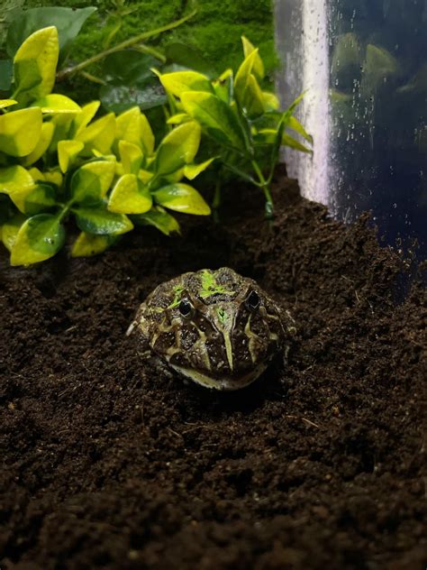 Help My Pac Man Frog Doesnt Want To Eat Anything And Doesnt Seem To