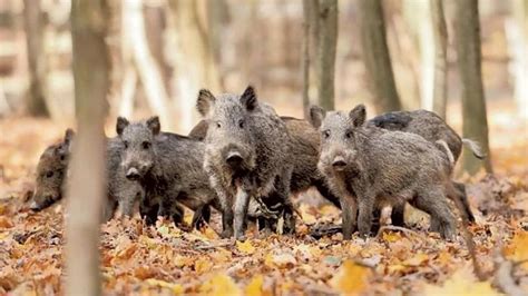 Liguria Semplificato Il Regolamento Per La Caccia Al Cinghiale Pi