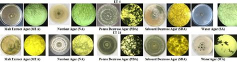 The Microscopic View Of The Development Of Trichoderma Harzianum ET4