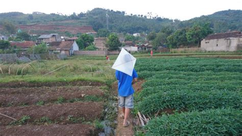 Festival Layangan Di Lebak Diterjang Angin Kencang Peserta Kocar Kacir