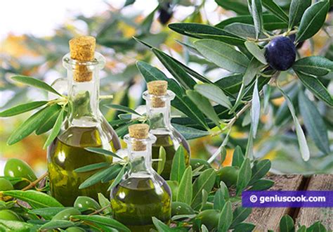 Italian Olive Oil is the Best in the World | Culinary News# | Genius ...