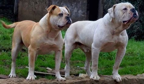 American Bulldog Breed Everything You Need To Know