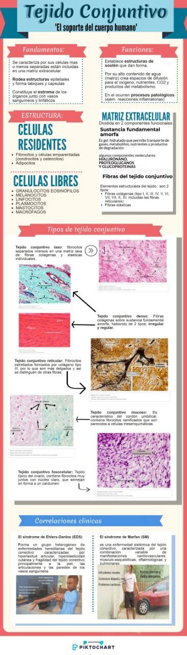 Tejido Conjuntivo Histolog A Tejidos Del Cuerpo Humano M Sculos Del