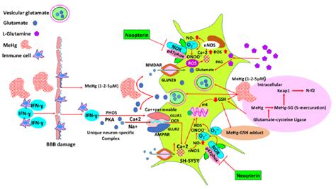 Mercury Induced Neuronal Death May Occur Via The Glutamate Mediated