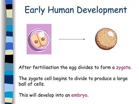 Sex Cells Fertilisation PPT