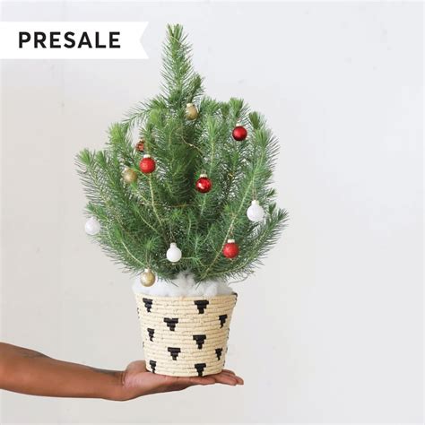 Best Live Tabletop Christmas Trees 2019 Ps Uk Home