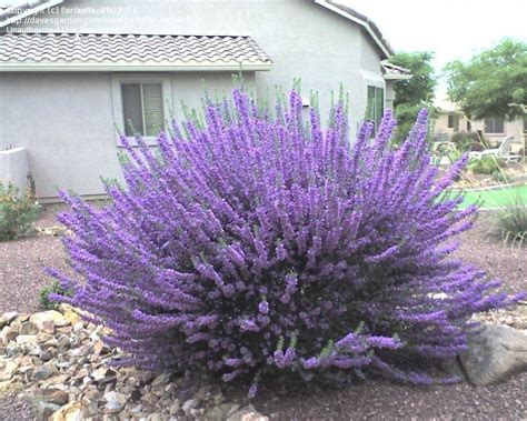 Plantfiles Pictures Texas Sage Texas Ranger Silverleaf Cenizo