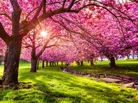 Discover the Different Types of Cherry Trees: A Comprehensive Guide ...