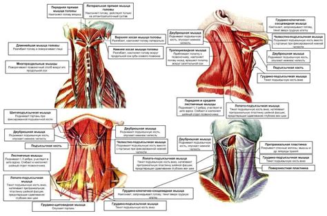 Мышцы Шеи Сзади Анатомия Фото Mixyfotos ru