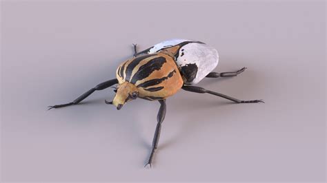 Goliath Beetles Insects 3d Model Turbosquid 1374220