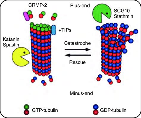 Dynamics Of Microtubules Microtubules Are Dynamic Polymers Of Tubulin