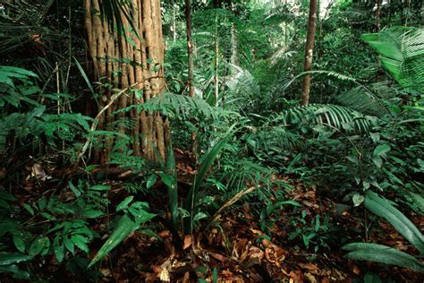 ¿qué Son Los Bosques Tropicales Wwf