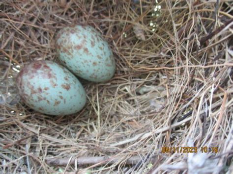 Nestwatch Northern Mockingbird Nest Part Nestwatch