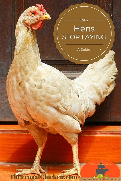 Why Your Hens Stopped Laying Best Egg Laying Chickens Chickens