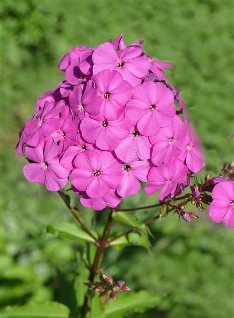 Pink Phlox Blossoms Stock Image Image Of Flox Flowers 52709921