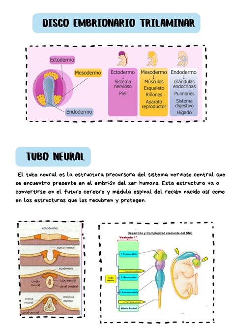 Solution Neurociencias Desarrollo Del Sistema Nervioso Studypool