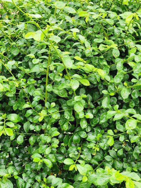 Un Primer Plano De Una Planta Verde Con Hojas Peque As Y La Palabra