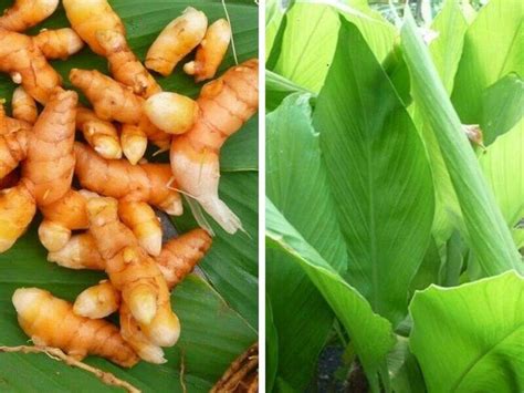 turmeric leaves daun kunyit  english turmeric leaf isolated